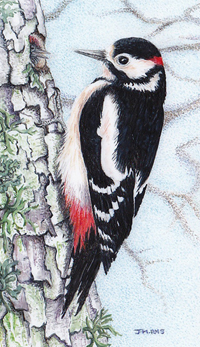 Woodpecker